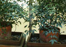 Garden in the sunshine